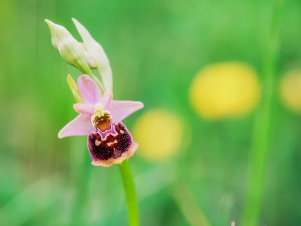 Orquídea de abejorro — Foto de Stock