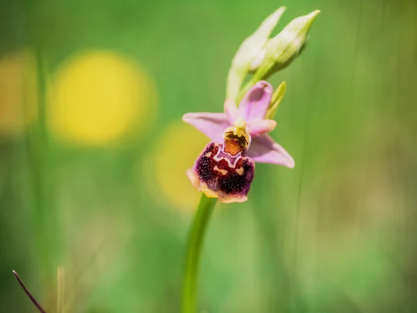 꿀벌 난초 — 스톡 사진