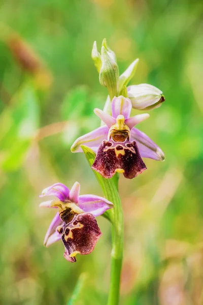 Orquídea de abelha — Fotografia de Stock