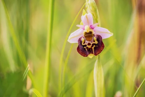 Bumblebee Orchid — Stock Photo, Image