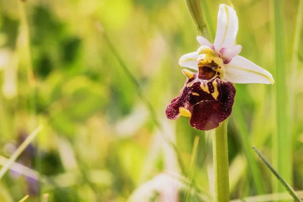 Orquídea de abelha — Fotografia de Stock