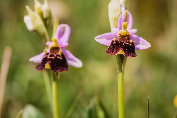 Orquídea de abelha — Fotografia de Stock