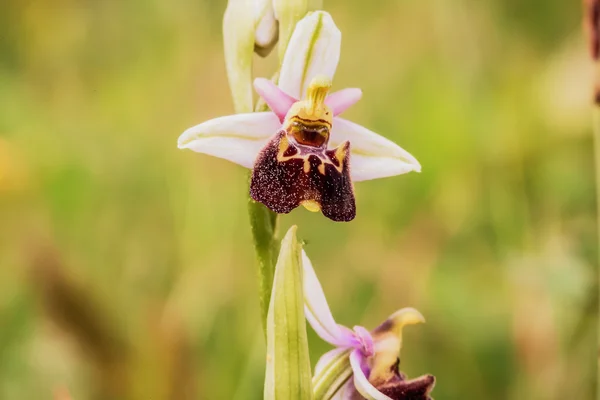 Орхидея Шмеля — стоковое фото