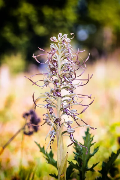 Lizard Orchid — Stock Photo, Image