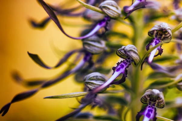 Echsenorchidee — Stockfoto