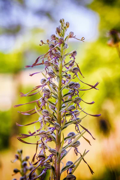 Орхидея ящериц — стоковое фото