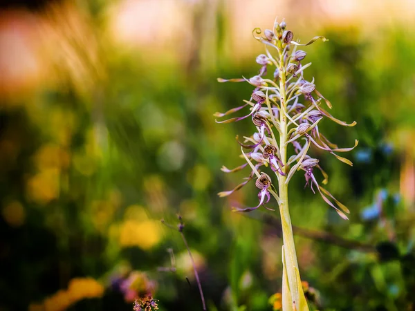 Lizard Orchid — Stock Photo, Image