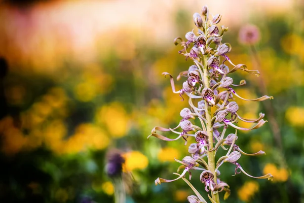 Echsenorchidee — Stockfoto