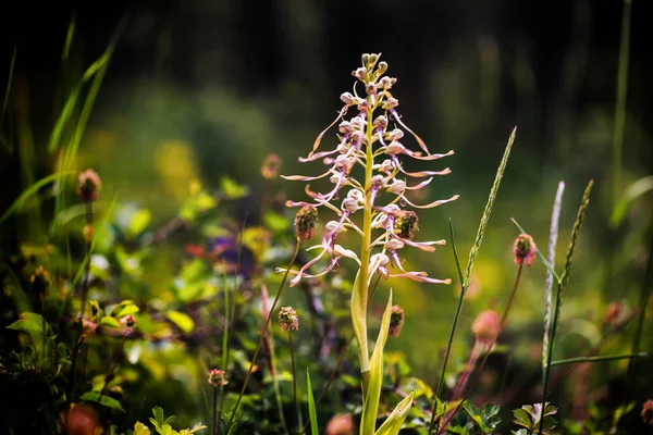 Orquídea de lagarto — Fotografia de Stock