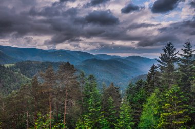 Kara Orman 'da ilkbahar