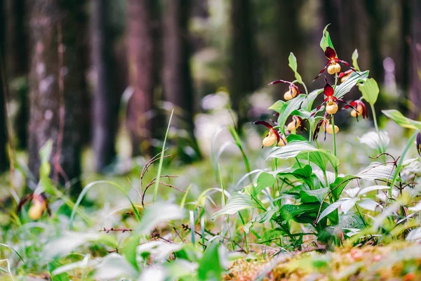 Golden Lady Slipper Orchid — Stock Photo, Image