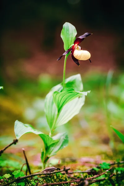 Golden Lady Slipper Orchidée — Photo