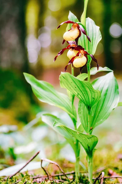 Golden lady toffel orkidé — Stockfoto