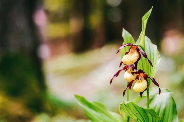 Senhora dourada chinelo orquídea — Fotografia de Stock