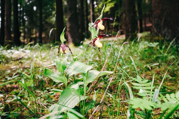 Orquídea zapatilla dama dorada —  Fotos de Stock