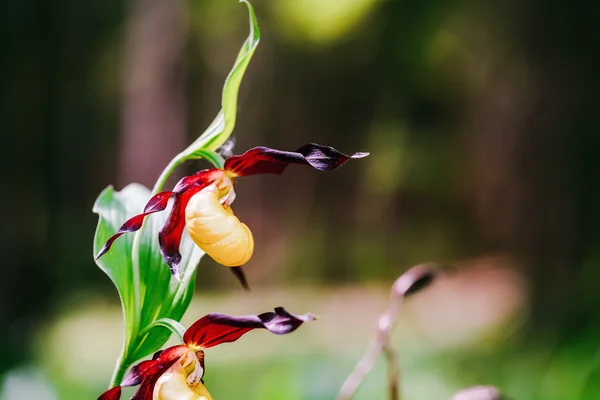Golden Lady Slipper Orchid — Stock Photo, Image
