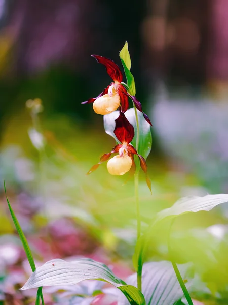 Golden Lady Slipper Orchidée — Photo