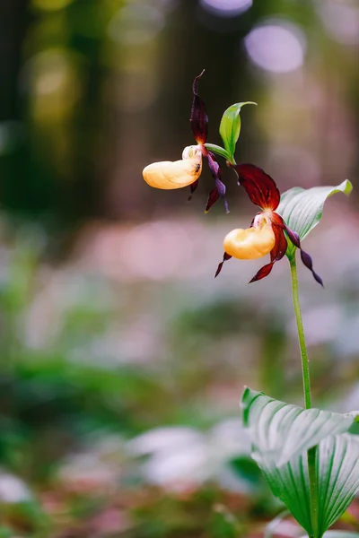 Golden Lady Slipper Orchid — Stock Photo, Image