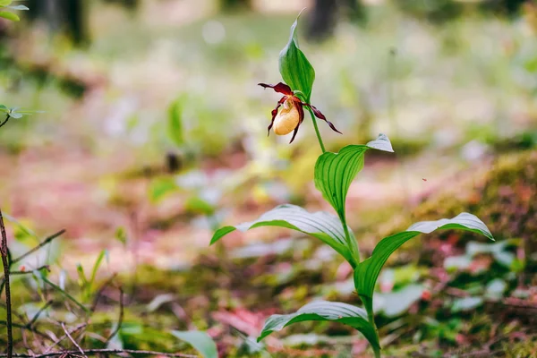 Golden Lady Slipper Orchid — Stock Photo, Image