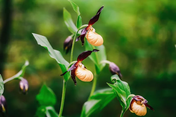 Golden Lady Slipper Orchid — Stock Photo, Image