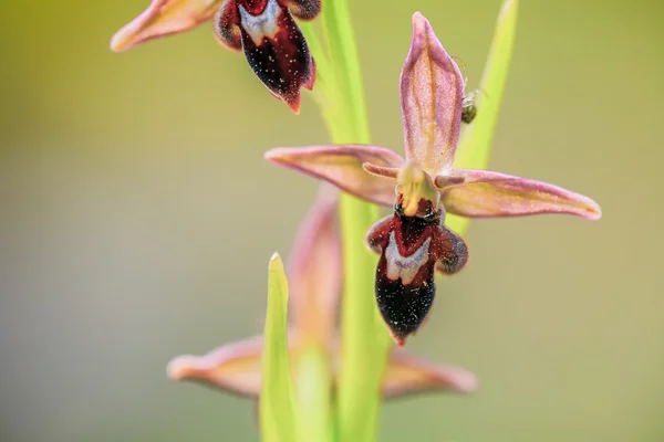 Orquídea araña abeja —  Fotos de Stock