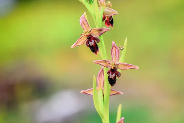 Bee spider orchid — Stockfoto