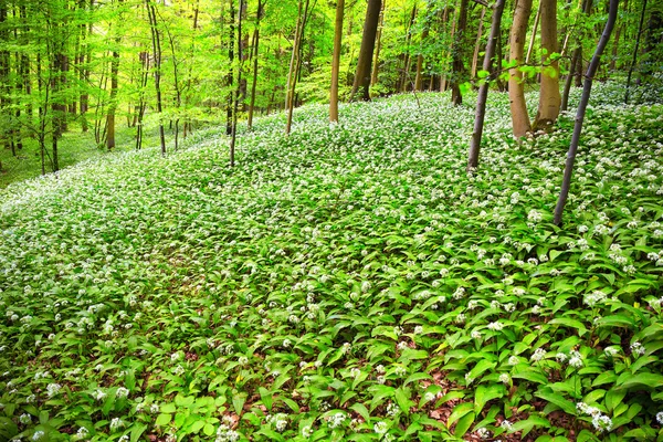 Floresta de primavera alemã — Fotografia de Stock