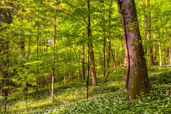 Deutscher Frühlingswald — Stockfoto