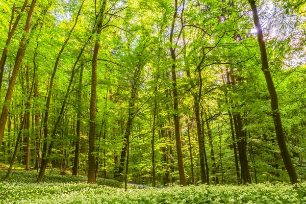 Foresta primaverile tedesca — Foto Stock