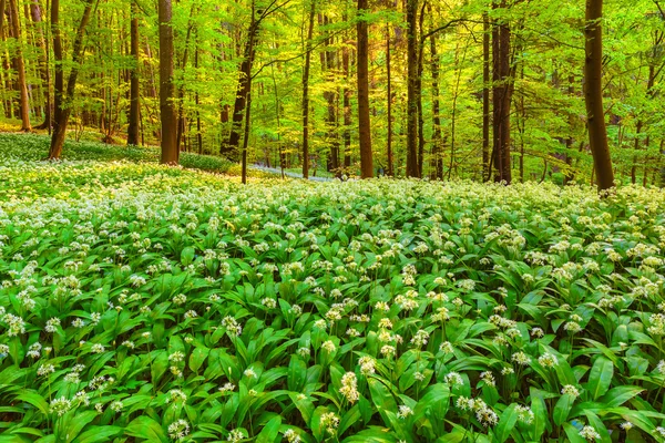 ドイツの春の森 — ストック写真