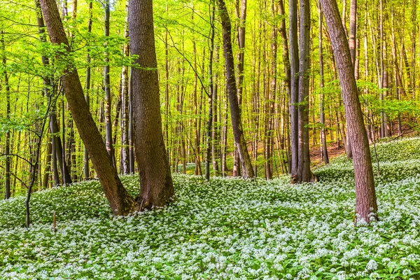 Floresta de primavera alemã — Fotografia de Stock