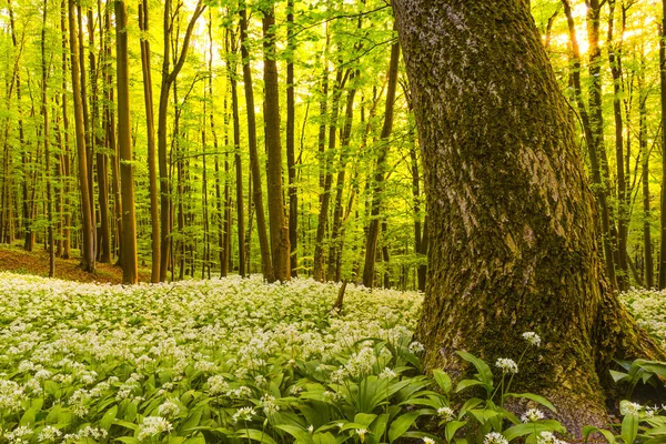 Deutscher Frühlingswald — Stockfoto