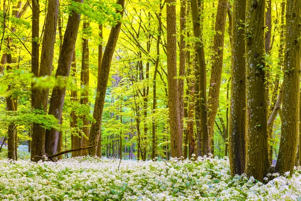 Forêt printanière allemande — Photo