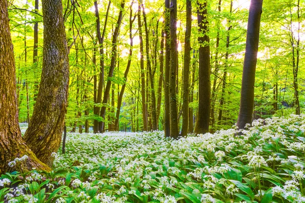 Deutscher Frühlingswald — Stockfoto
