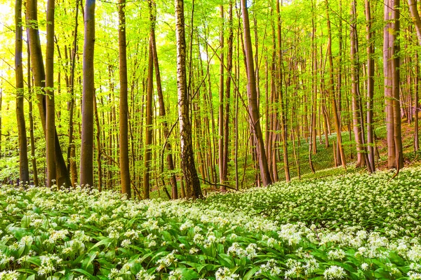 ドイツの春の森 — ストック写真
