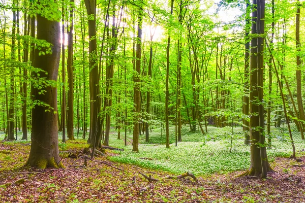 Tyska våren skog — Stockfoto