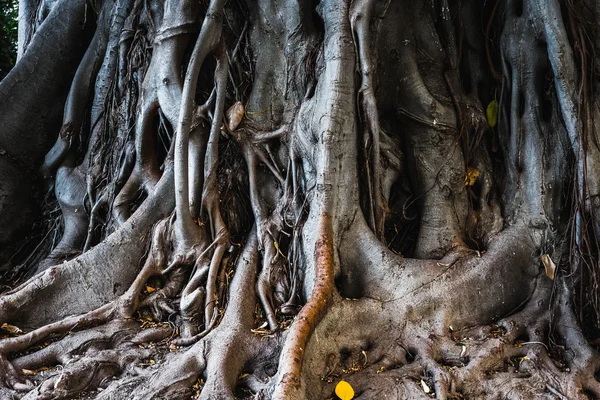 팔레르모의 고 대 나무 — 스톡 사진
