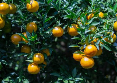 Arkaplan Portakal çiftliği hasat etmeye hazır