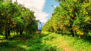 Portakal tarlasında portakal toplayan çiftçi.
