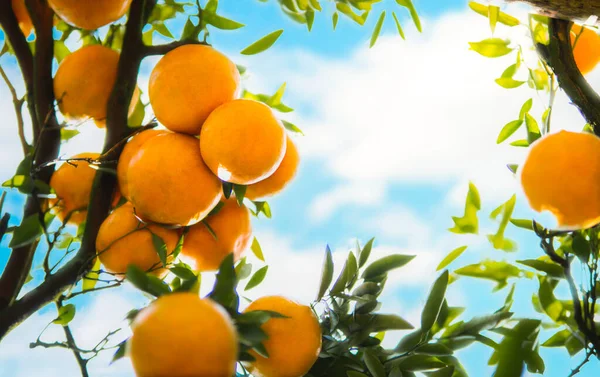 stock image oranges hanging tree.Juicy oranges on the tree on blue sky background.