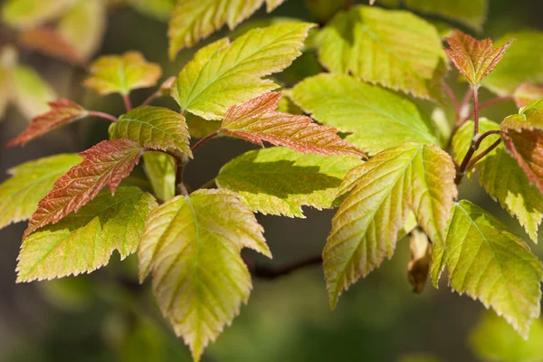 Bloesem boom in de lente Rechtenvrije Stockfoto's