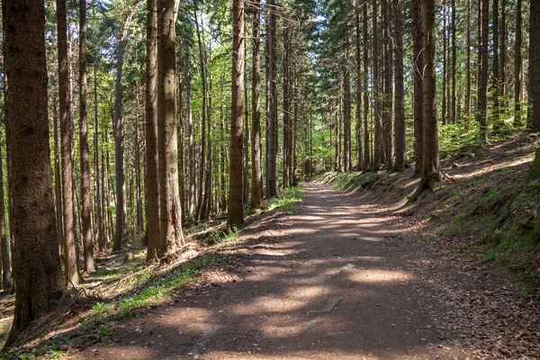 Bos in de Harz Duitsland Stockfoto