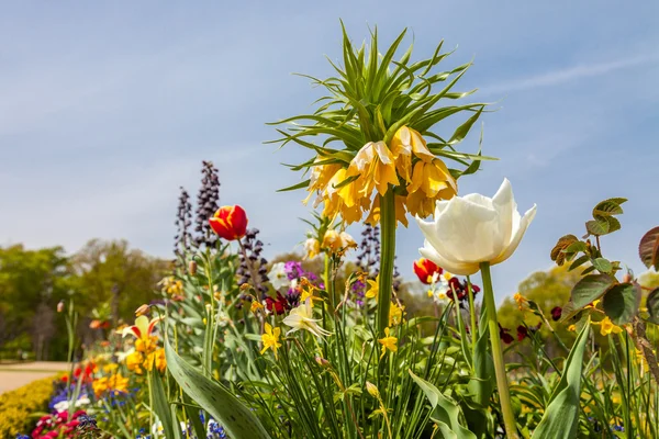 Naturaleza en el Castillo Charlottenburg en Berlín — Foto de Stock