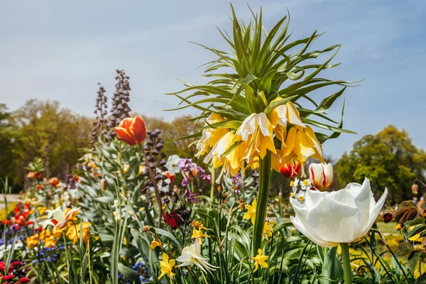 Naturaleza en el Castillo Charlottenburg en Berlín — Foto de Stock