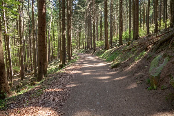 Bos in de Harz Duitsland — Stockfoto