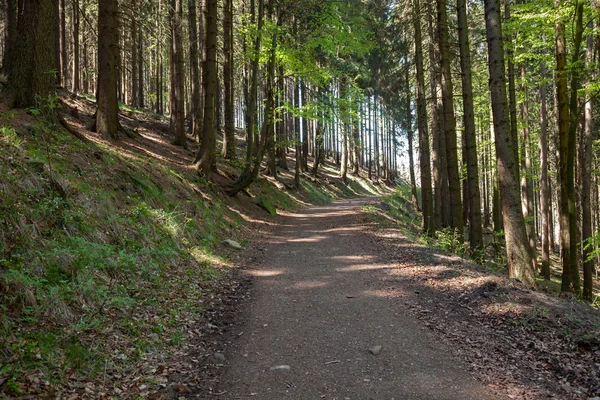 Bos in de Harz Duitsland Stockafbeelding