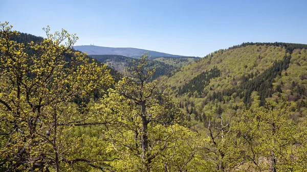 Uitzicht over de Harz in Duitsland Rechtenvrije Stockafbeeldingen