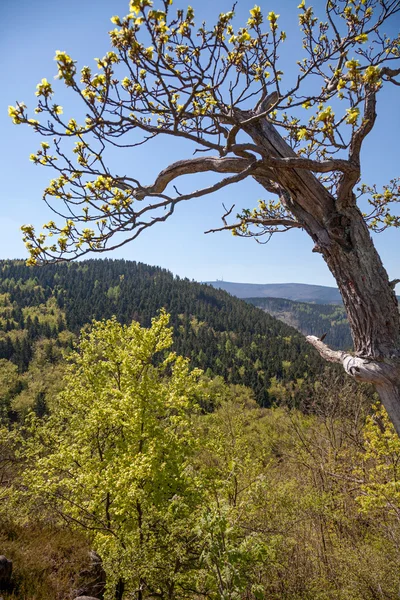 Uitzicht over de Harz in Duitsland Stockfoto