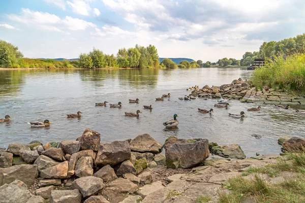 Kachny na řece Vezeře — Stock fotografie