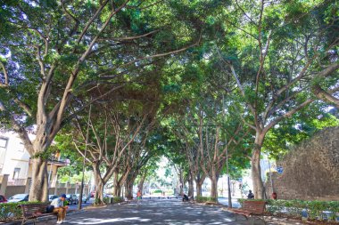 santa cruz ağaçlarda